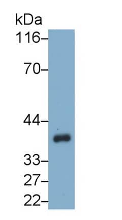 Western Blot: HspBP1 Antibody (C7) [NBP3-42107] - Sample: Rat Cerebrum lysate Primary Ab: 0.4ug/ml NBP3-42107; Second Ab: 0.2ug/mL HRP-Linked Caprine Anti-Mouse IgG Polyclonal Antibody