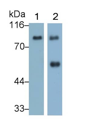 Western Blot: Afamin Antibody (C2) [NBP3-42109] - Sample: Lane1: Rat Serum; Lane2: Rat Plasma Primary Ab: 0.5ug/ml NBP3-42109; Second Ab: 0.2ug/mL HRP-Linked Caprine Anti-Mouse IgG Polyclonal Antibody