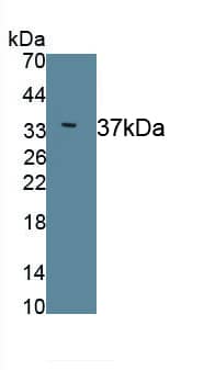 Western Blot: SPFH2 Antibody (C2) [NBP3-42113] - Sample: Recombinant SPFH2, Human.
