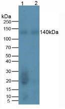 Western Blot: REV1 Antibody (10#) [NBP3-42115] - Samples: Lane1: Rat Testis Tissue; Lane2: Rat Brain Tissue.