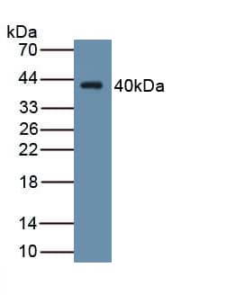 Western Blot: Wnt-4 Antibody (C1) [NBP3-42123] - Sample: Recombinant Wnt-4, Human.