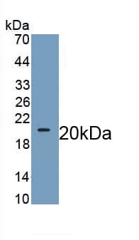 Western Blot: Wnt-11 Antibody (C4) [NBP3-42125] - Sample: Recombinant Wnt-11, Human.