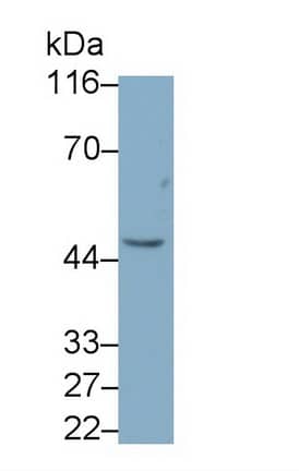 Western Blot: Peptidase Inhibitor 16/PI16 Antibody (C7) [NBP3-42127] - Sample: Hela cell lysate Primary Ab: 0.4ug/ml NBP3-42127; Second Ab: 0.2ug/mL HRP-Linked Caprine Anti-Mouse IgG Polyclonal Antibody
