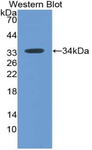 Western Blot: MxA/Mx1 Antibody (C4) [NBP3-42132] - Sample: Recombinant MxA/Mx1, Human.