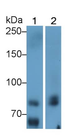 Western Blot: MxA/Mx1 Antibody (C4) [NBP3-42132] - Sample: Lane1: Human Lung lysate; Lane2: A549 cell lysate Primary Ab: 2ug/ml NBP3-42132; Second Ab: 0.2ug/mL HRP-Linked Caprine Anti-Mouse IgG Polyclonal Antibody