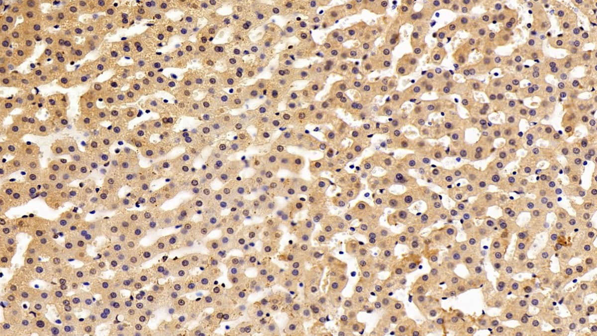 Immunohistochemistry-Paraffin: MxA/Mx1 Antibody (C4) [NBP3-42132] - DAB staining on IHC-P; Samples: Porcine Liver Tissue; Primary Ab: 30ug/ml NBP3-42132; Second Ab: 2ug/mL HRP-Linked Caprine Anti-Mouse IgG Polyclonal Antibody