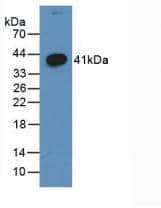 Western Blot: Wnt-3a Antibody (C2) [NBP3-42133] - Sample: Recombinant Wnt-3a, Human.