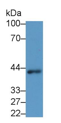 Western Blot: Wnt-3a Antibody (C2) [NBP3-42133] - Sample: MCF7 cell lysate Primary Ab: 3ug/ml NBP3-42133; Second Ab: 0.2ug/mL HRP-Linked Rabbit Anti-Mouse IgG Polyclonal Antibody