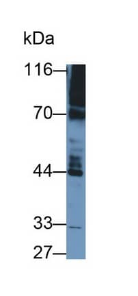 Western Blot: PDE4B Antibody (C12) [NBP3-42142] - Sample: Rat Cerebrum lysate Primary Ab: 0.2ug/ml NBP3-42142; Second Ab: 0.2ug/mL HRP-Linked Caprine Anti-Mouse IgG Polyclonal Antibody