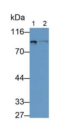 Western Blot: PDE4B Antibody (C4) [NBP3-42143] - Sample: Lane1: Rat Cerebrum lysate; Lane2: Rat Cerebellum lysate Primary Ab: 0.2ug/ml NBP3-42143; Second Ab: 0.2ug/mL HRP-Linked Caprine Anti-Mouse IgG Polyclonal Antibody