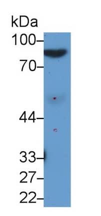 Western Blot: Afamin Antibody (C12) [NBP3-42145] - Sample: Rat Serum Primary Ab: 2ug/ml NBP3-42145; Second Ab: 0.2ug/mL HRP-Linked Caprine Anti-Mouse IgG Polyclonal Antibody