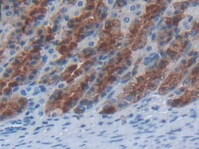 Immunohistochemistry-Paraffin: IL-24 Antibody (C5) [NBP3-42151] - DAB staining on IHC-P; Sample: Rat Stomach Tissue; Primary Ab: 30ug/ml NBP3-42151; Second Ab: 2ug/mL HRP-Linked Caprine Anti-Mouse IgG Polyclonal Antibody