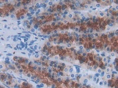 Immunohistochemistry-Paraffin: IL-24 Antibody (C6) [NBP3-42152] - DAB staining on IHC-P; Sample: Rat Stomach Tissue; Primary Ab: 30ug/ml NBP3-42152; Second Ab: 2ug/mL HRP-Linked Caprine Anti-Mouse IgG Polyclonal Antibody