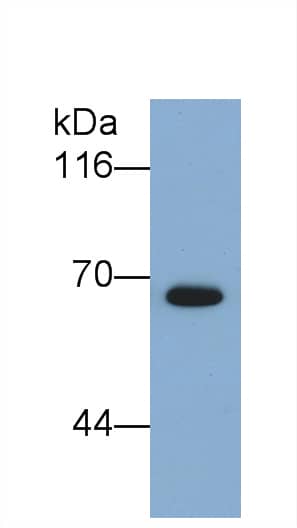 Western Blot: Semaphorin 5B Antibody (C11) [NBP3-42162] - Sample: Recombinant Semaphorin 5B, Human.