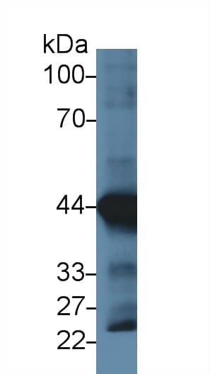 Western Blot: Actin Alpha 1 Cardiac Muscle Antibody (C3) [NBP3-42164] - Sample: Mouse Heart lysate; Primary Ab: 4ug/ml NBP3-42164; Second Ab: 0.2ug/mL HRP-Linked Caprine Anti-Rabbit IgG Polyclonal Antibody