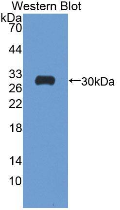Western Blot ATP1B4 Antibody - BSA Free
