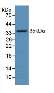 Western Blot Caspase-13 Antibody (2#)