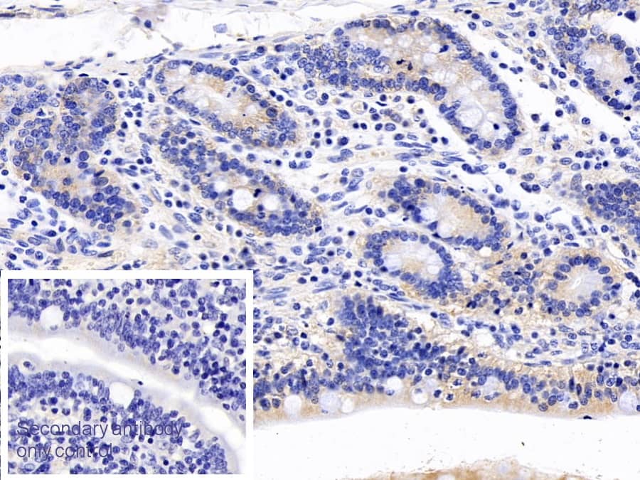 Immunohistochemistry-Paraffin: Apolipoprotein A-IV/ApoA4 Antibody (A8) [NBP3-42169] - DAB staining on IHC-P; Sample: Porcine Small intestine Tissue; Primary Ab: 30ug/ml NBP3-42169; Second Ab: 2ug/mL HRP-Linked Caprine Anti-Mouse IgG Polyclonal Antibody