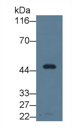 Western Blot: Apolipoprotein A-IV/ApoA4 Antibody (A8) [NBP3-42169] - Sample: Human Serum Primary Ab: 3ug/ml NBP3-42169; Second Ab: 0.2ug/mL HRP-Linked Caprine Anti-Mouse IgG Polyclonal Antibody