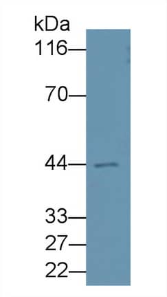 Western Blot: Apolipoprotein A-IV/ApoA4 Antibody (A8) [NBP3-42169] - Sample: Porcine Small intestine lysate Primary Ab: 3ug/ml NBP3-42169; Second Ab: 0.2ug/mL HRP-Linked Caprine Anti-Mouse IgG Polyclonal Antibody