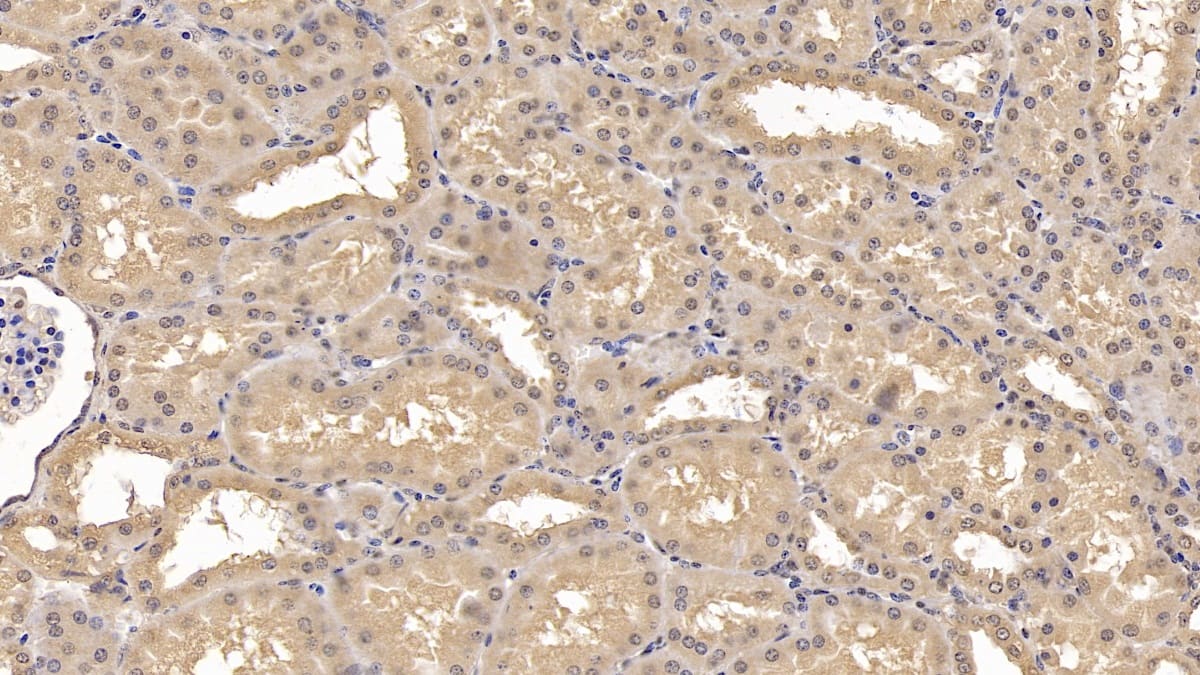 Immunohistochemistry-Paraffin: Wnt-4 Antibody (C2) [NBP3-42180] - DAB staining on IHC-P; Sample: Human Kidney Tissue; Primary Ab: 10ug/ml NBP3-42180; Second Ab: 2ug/mL HRP-Linked Caprine Anti-Mouse IgG Polyclonal Antibody