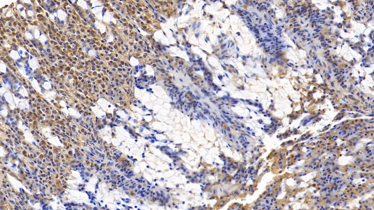 Immunohistochemistry-Paraffin: Wnt-3a Antibody (D4) [NBP3-42189] - DAB staining on IHC-P; Sample: Human Small intestine Tissue; Primary Ab: 10ug/ml NBP3-42189; Second Ab: 2ug/mL HRP-Linked Caprine Anti-Mouse IgG Polyclonal Antibody