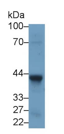 Western Blot: Wnt-5a Antibody (C3) [NBP3-42192] - Sample: Rat Liver lysate Primary Ab: 2ug/ml NBP3-42192; Second Ab: 0.2ug/mL HRP-Linked Rabbit Anti-Mouse IgG Polyclonal Antibody