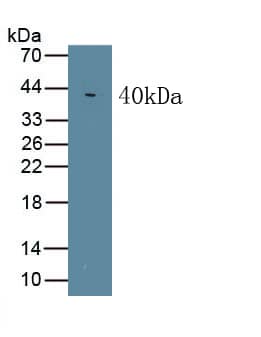 Western Blot: Wnt-5a Antibody (C3) [NBP3-42192] - Sample: Recombinant Wnt-5a, Mouse.