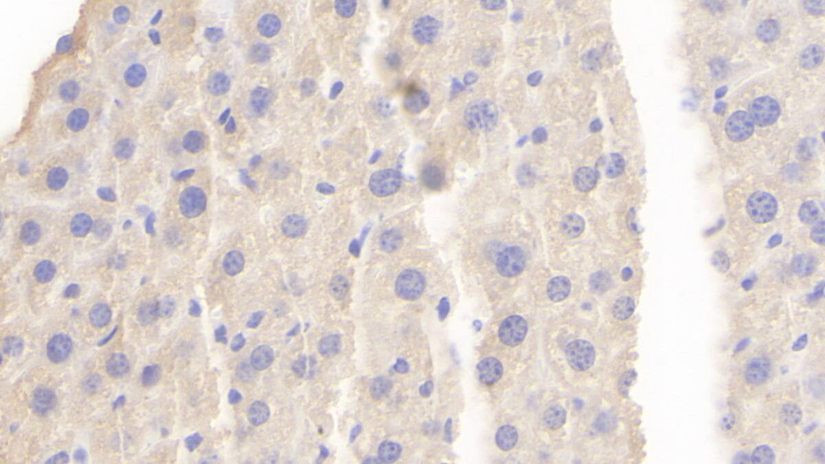 Immunohistochemistry-Paraffin: Protocadherin-18 Antibody [NBP3-42194] - DAB staining on IHC-P; Sample: Mouse Kidney Tissue; Primary Ab: 20ug/ml NBP3-42194; Second Ab: 2ug/mL HRP-Linked Caprine Anti-Rabbit IgG Polyclonal Antibody