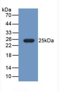 Western Blot: Fibulin 1 Antibody (C12) [NBP3-42195] - Sample: Recombinant Fibulin 1, Mouse.