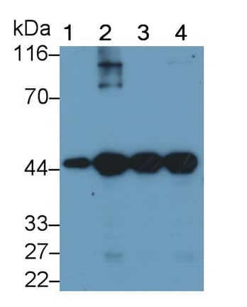 Western Blot: Actin Alpha 1 Cardiac Muscle Antibody (C302) [NBP3-42197] - Sample: Lane1: Rat Heart lysate; Lane2: Rat Skeletal muscle lysate; Lane3: Porcine Heart lysate; Lane4: Porcine Skeletal muscle lysate Primary Ab: 0.05ug/ml NBP3-42197; Second Ab: 0.2ug/mL HRP-Linked Caprine Anti-Mouse IgG Polyclonal Antibody