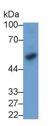 Western Blot: BMP-3 Antibody (D3) [NBP3-42200] - Sample: Hela cell lysate; Primary Ab: 2ug/ml NBP3-42200; Second Ab: 0.2ug/mL HRP-Linked Rabbit Anti-Mouse IgG Polyclonal Antibody;