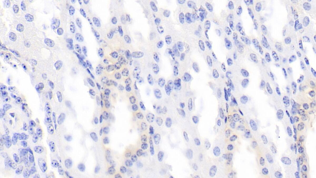 Immunohistochemistry-Paraffin: BMP-3 Antibody (D3) [NBP3-42200] - DAB staining on IHC-P; Sample: Bovine Kidney Tissue; Primary Ab: 20ug/ml NBP3-42200; Second Ab: 2ug/mL HRP-Linked Caprine Anti-Mouse IgG Polyclonal Antibody