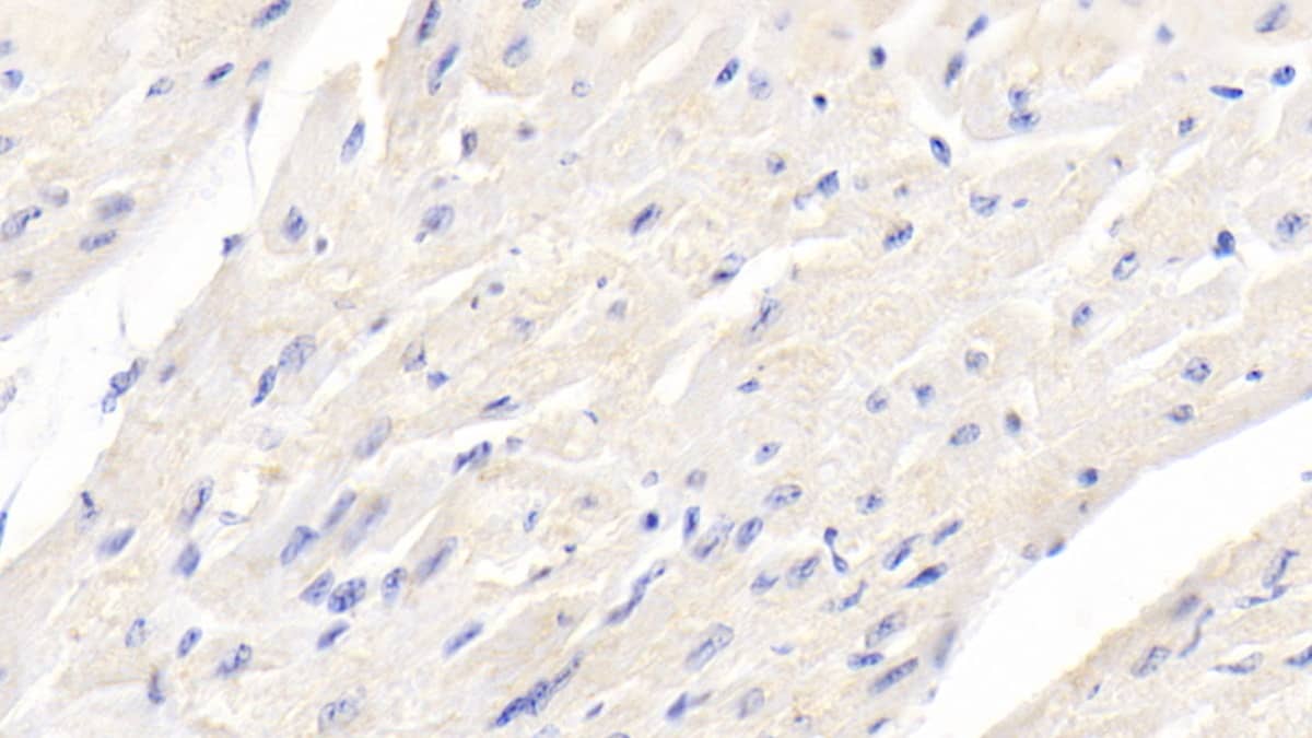 Immunohistochemistry-Paraffin: BMP-3 Antibody (D3) [NBP3-42200] - DAB staining on IHC-P; Sample: Bovine Cardiac Muscle Tissue; Primary Ab: 20ug/ml NBP3-42200; Second Ab: 2ug/mL HRP-Linked Caprine Anti-Mouse IgG Polyclonal Antibody