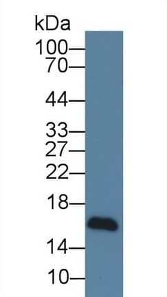 Western Blot: NRG4 Antibody (C2) [NBP3-42202] - Sample: HepG2 cell lysate; Primary Ab: 5ug/ml NBP3-42202; Second Ab: 0.2ug/mL HRP-Linked Caprine Anti-Mouse IgG Polyclonal Antibody;