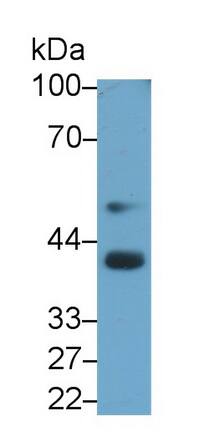 Western Blot: BMP-3 Antibody (D5) [NBP3-42204] - Sample: Hela cell lysate Primary Ab: 3ug/ml NBP3-42204; Second Ab: 0.2ug/mL HRP-Linked Caprine Anti-Mouse IgG Polyclonal Antibody