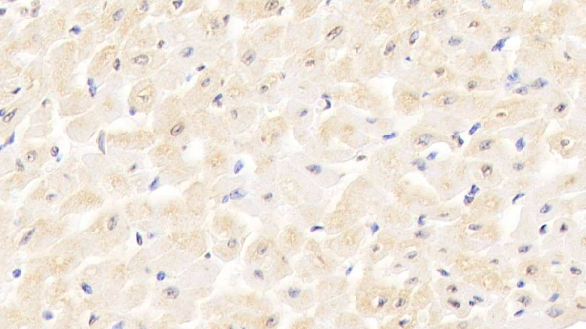 Immunohistochemistry-Paraffin: BMP-3 Antibody (C2) [NBP3-42205] - DAB staining on IHC-P; Samples: Bovine Cardiac Muscle Tissue; Primary Ab: 30ug/ml NBP3-42205; Second Ab: 2ug/mL HRP-Linked Caprine Anti-Mouse IgG Polyclonal Antibody