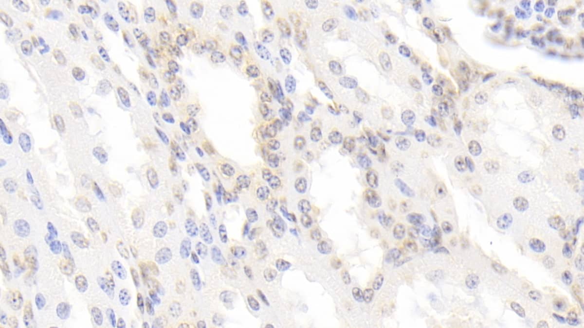 Immunohistochemistry-Paraffin: BMP-3 Antibody (C2) [NBP3-42205] - DAB staining on IHC-P; Samples: Bovine Kidney Tissue; Primary Ab: 30ug/ml NBP3-42205; Second Ab: 2ug/mL HRP-Linked Caprine Anti-Mouse IgG Polyclonal Antibody