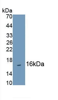 Western Blot: Hemoglobin A1 Antibody (C5) [NBP3-42207] - Sample: Recombinant Hemoglobin A1, Human.