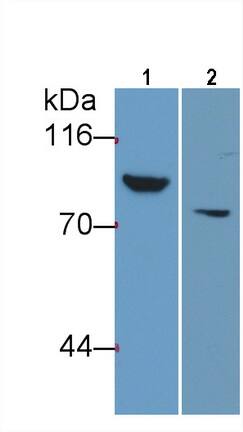 Western Blot: Thrombin-antithrombin (TAT) complexes Antibody (C6) [NBP3-42230] - Sample: Lane1: Human Serum; Lane2: Human Placenta lysate Primary Ab: 0.2ug/ml NBP3-42230; Second Ab: 0.2ug/mL HRP-Linked Caprine Anti-Mouse IgG Polyclonal Antibody