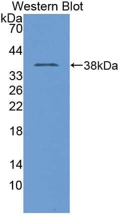 Western Blot TNP1 Antibody