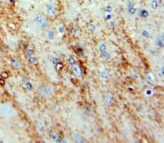 Immunohistochemistry-Paraffin: Neuromedin S Antibody [NBP3-42326] - Used in DAB staining on fromalin fixed paraffin-embedded Brain tissue