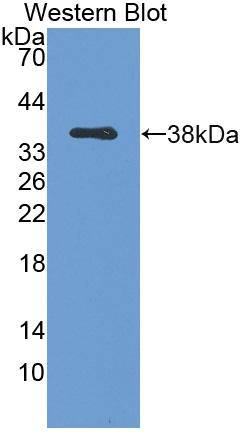 Western Blot Galectin-6 Antibody - BSA Free