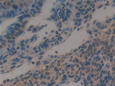 Immunohistochemistry-Paraffin Galectin-6 Antibody - BSA Free