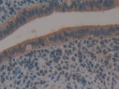 Immunohistochemistry-Paraffin Galectin-6 Antibody - BSA Free