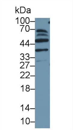 Western Blot: EMP/MAEA Antibody [NBP3-42340] - Sample: Mouse Cerebrum lysate; Primary Ab: 1ug/ml NBP3-42340; Second Ab: 0.2ug/mL HRP-Linked Caprine Anti-Rabbit IgG Polyclonal Antibody