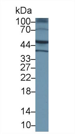 Western Blot: EMP/MAEA Antibody [NBP3-42340] - Sample: Mouse Pancreas lysate; Primary Ab: 1ug/ml NBP3-42340; Second Ab: 0.2ug/mL HRP-Linked Caprine Anti-Rabbit IgG Polyclonal Antibody