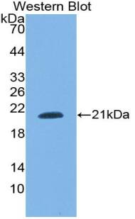 Western Blot: SNRPC Antibody [NBP3-42342] - Sample: Recombinant protein.
