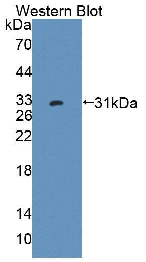 Western Blot: PTPRK Antibody [NBP3-42343] - Sample: Recombinant protein.