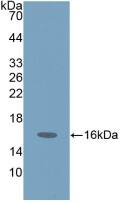 Western Blot: Gastrin-releasing Peptide/Bombesin/Neuromedin C Antibody [NBP3-42344] - Sample: Recombinant Gastrin-releasing Peptide/Bombesin/Neuromedin C, Human.